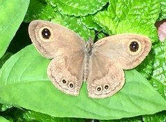 Ypthima horsfieldii humei