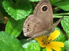 Ypthima horsfieldii humei