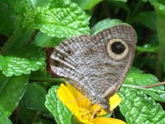 Ypthima horsfieldii humei