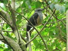 Cacomantis merulinus