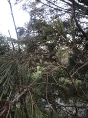 Casuarina equisetifolia