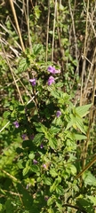 Ballota nigra