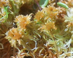 Sphagnum fallax