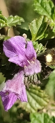 Ballota nigra
