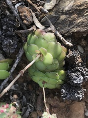 Crassula orbicularis