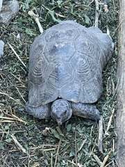 Testudo marginata