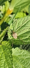 Phalangium opilio