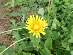 Taraxacum