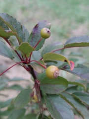Malus toringo