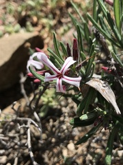 Pachypodium succulentum