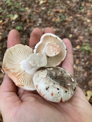 Russula nigricans