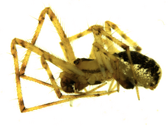 Theridion varians