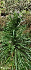 Cirsium nivale