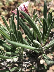 Pachypodium succulentum