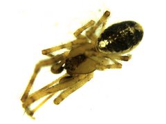 Theridion varians