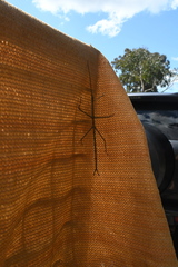 Ctenomorpha marginipennis