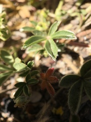 Potentilla luteosericea