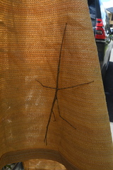 Ctenomorpha marginipennis