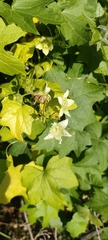 Bryonia cretica