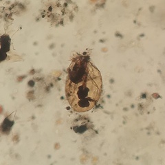 Asplanchna herricki