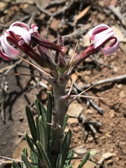 Pachypodium succulentum