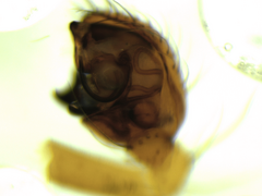 Theridion varians