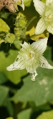 Bryonia cretica