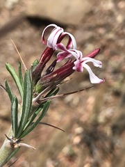 Pachypodium succulentum
