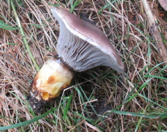 Gomphidius glutinosus