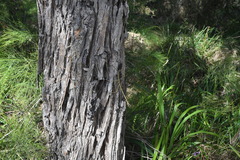 Ctenomorpha marginipennis