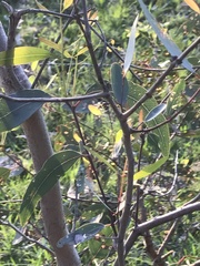 Eucalyptus viminalis