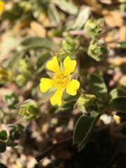 Potentilla luteosericea