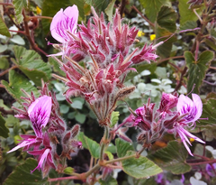 Pelargonium cordifolium