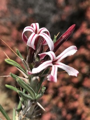 Pachypodium succulentum