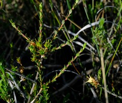 Agathosma spinescens