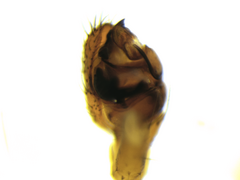 Theridion varians