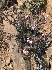 Pachypodium succulentum