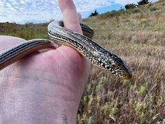 Ophisaurus attenuatus