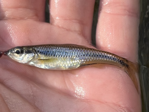 Blackchin shiner (Notropis heterodon) — Cyprinidae — 2