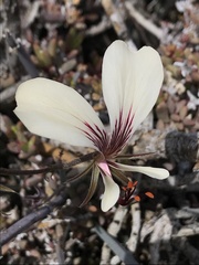 Pelargonium tetragonum
