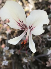 Pelargonium tetragonum