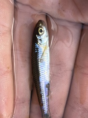 Notropis heterodon