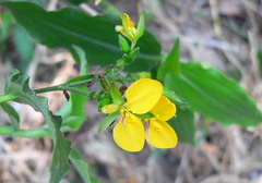 Aneilema aequinoctiale