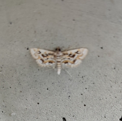 Parapoynx allionealis