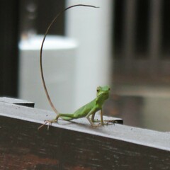 Bronchocela cristatella