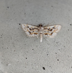 Parapoynx allionealis