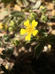 Potentilla luteosericea