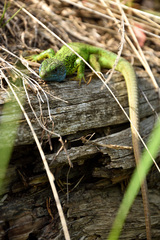 Lacerta viridis