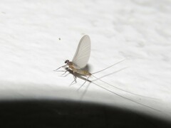 Ephemeroptera