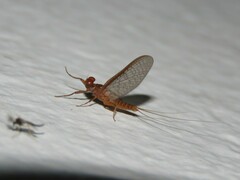 Ephemeroptera